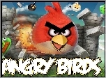 Gra, Angry Birds