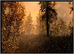 Gra, The Elder Scrolls V: Skyrim, Jesień, Las, Drzewa