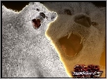 Tekken 5 Dark Ressurection, Kuma