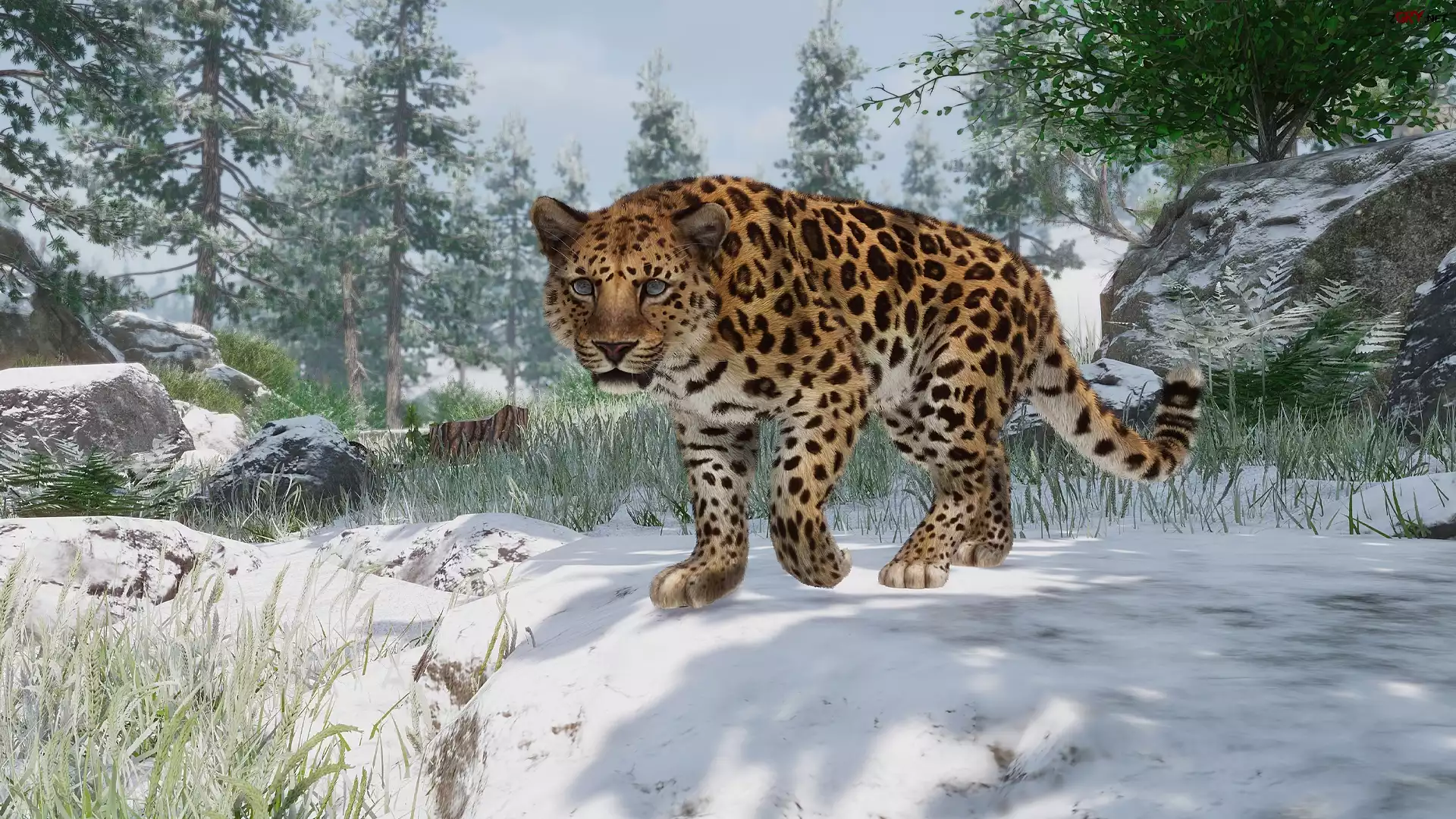 Lampart amurski, Gra, Planet Zoo
