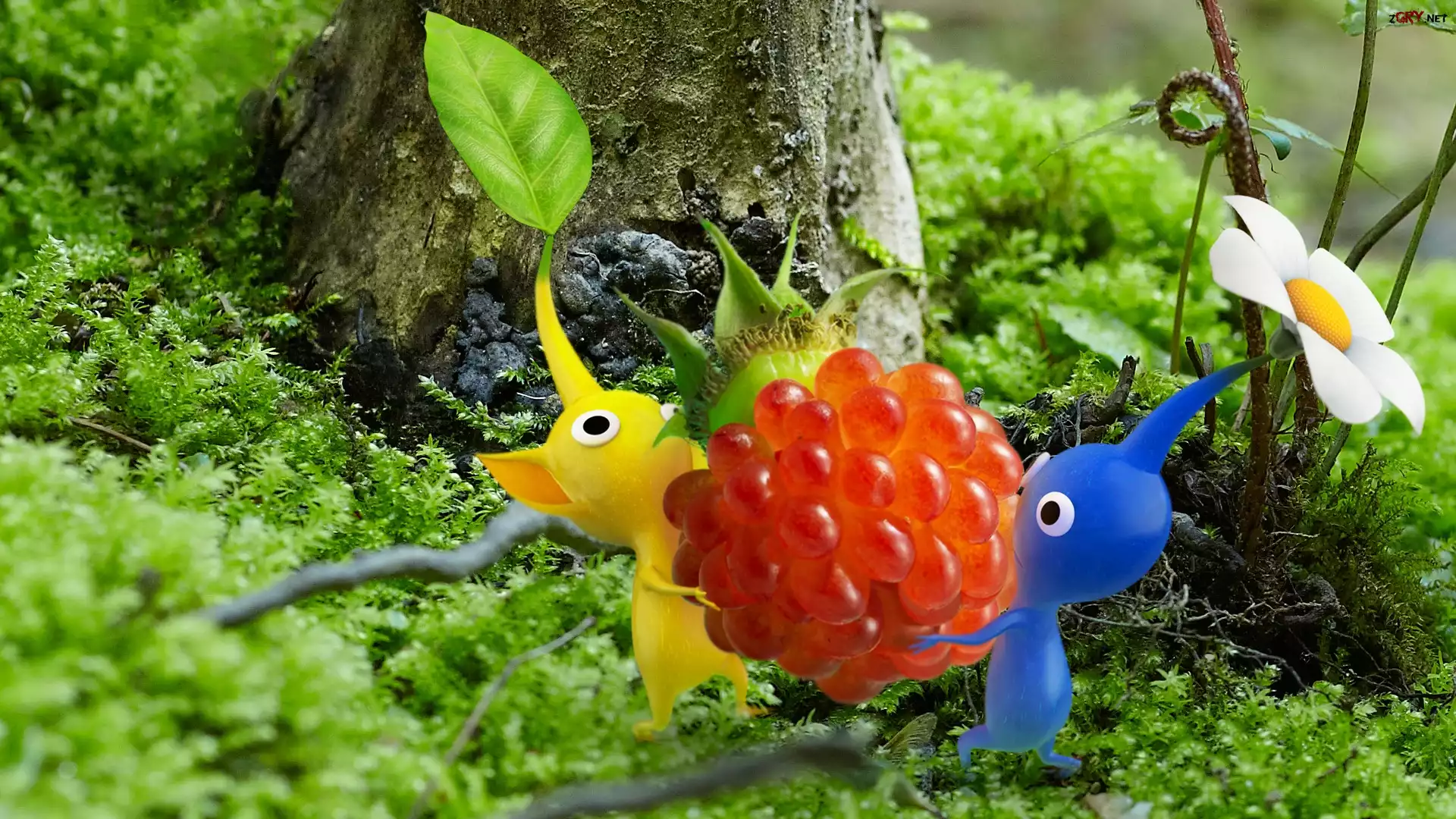 Malina, Las, Kwiatek, Listek, Pikmin